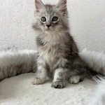 Helena Profile Photo - Breeder