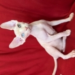 Arina Profile Photo - Breeder
