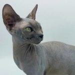 Chris Profile Photo - Cattery