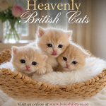 Heavenly British Cat Profile Photo - Breeder