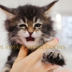 US ROYALS MAINE COONS Profile Photo - Cattery