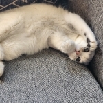 Jumana Profile Photo - Breeder