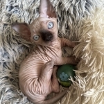 Anna Profile Photo - Breeder