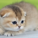 Maria Profile Photo - Cattery