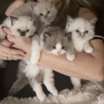 Christina Profile Photo - Breeder