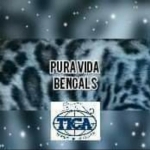 Pura Vida Bengals Profile Photo - Cattery