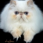 Lizzy At PhatCat Persians Profile Photo - Breeder