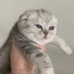 Darina Profile Photo - Cat Lover