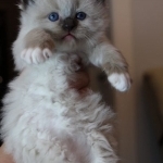Grand Ragdolls Profile Photo - Cattery