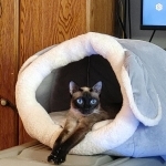 Heather Profile Photo - Breeder