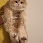 Zoey Profile Photo - Cat Lover