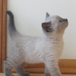 Anna Profile Photo - Cat Lover