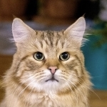 SIBERION Profile Photo - Cattery