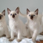 ThaiDee Maew Cattery Profile Photo - Breeder