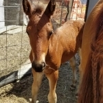 Suze Haas Profile Photo - Breeder