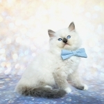 Victoria Profile Photo - Breeder