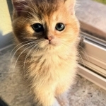British Kittens For SALE Profile Photo - Breeder