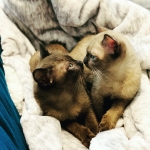 Companion Cats & Kittens Profile Photo - Breeder