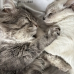 Ayra Profile Photo - Cat Lover