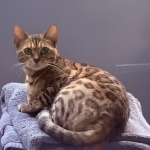 Darh Profile Photo - Breeder