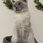 Ruslan Profile Photo - Cat Lover