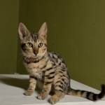ADAM Profile Photo - Breeder