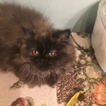 Vickie Thomas Profile Photo - Cat Lover