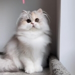 Dreamdoll Persians Profile Photo - Cattery