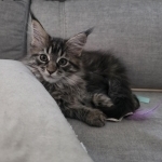 Amy Profile Photo - Cattery