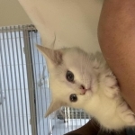 May Profile Photo - Breeder
