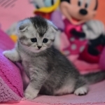 Beekah Profile Photo - Cattery