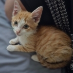 Lyndsey Profile Photo - Cat Lover