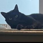 Lyndsey Profile Photo - Cat Lover