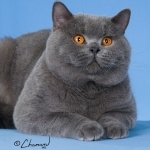 Ludmila Profile Photo - Cat Lover