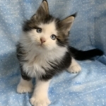 Jeanne Smith Profile Photo - Cattery