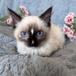 Olivia Profile Photo - Breeder