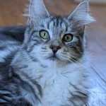 Melissa Profile Photo - Cattery