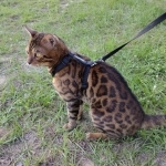 Sarah Profile Photo - Breeder
