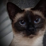 Blue Moon Siamese Profile Photo - Cattery