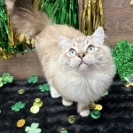 Amy Profile Photo - Breeder