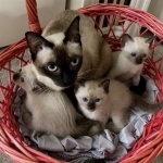 Emily Profile Photo - Breeder