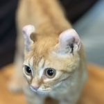 Kat Profile Photo - Cat Lover