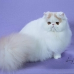 MeowlodyPersians Profile Photo - Breeder