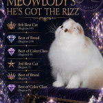 MeowlodyPersians Profile Photo - Breeder