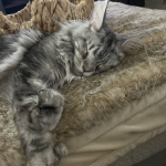 Chatham Maine Coons Profile Photo - Cattery