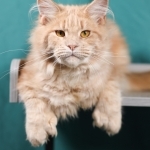 Alisha Profile Photo - Breeder