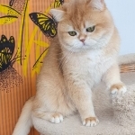 Anna Profile Photo - Cattery