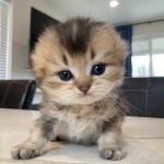 Viktoriya Profile Photo - Breeder