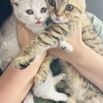 Jessica Profile Photo - Cat Lover