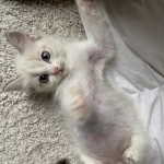 Dee Profile Photo - Cat Lover